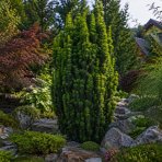 Tis obyčajný (Taxus x media) ´FARMEN´ - výška 20-30 cm, kont. C2L